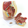 ANATOMY34 (12472) Klinische Medizin menschlicher voller Größen-weiblicher Pelvis-Abschnitt w / 8 Weeks anatomisches Modell des Säuglings, bewegliche 3part